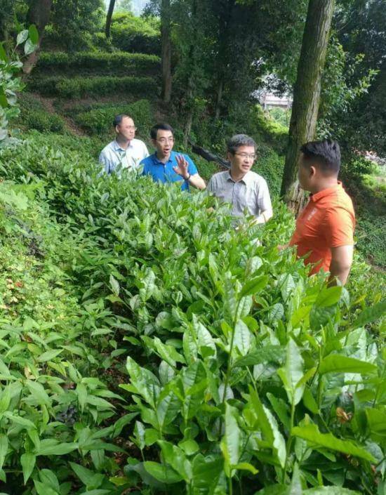 配资在线机构论坛 监督护航促振兴 茶韵新宁谱新篇